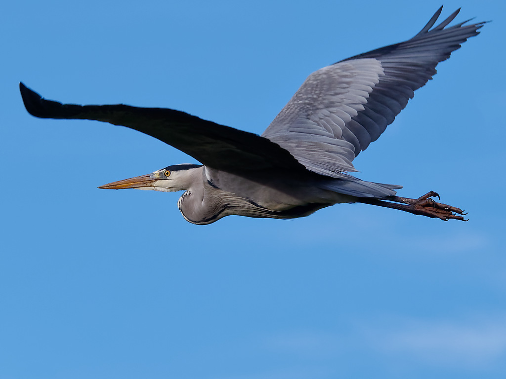 Heron in flight over North Norfolk