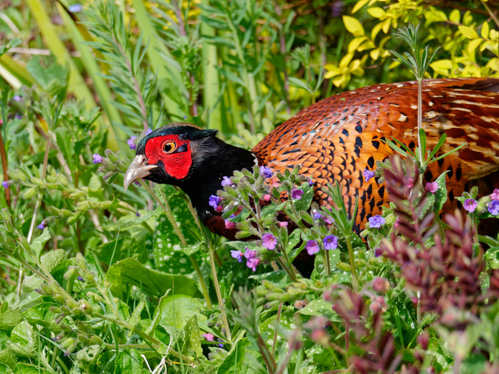 Pheasant in the flowerbed
