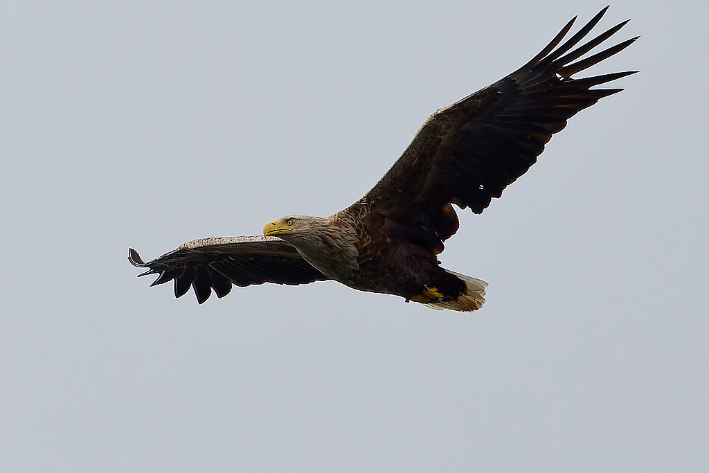 White Tailed Eagle Kerrera 1024px