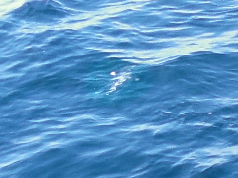 Small Ocean Sunfish